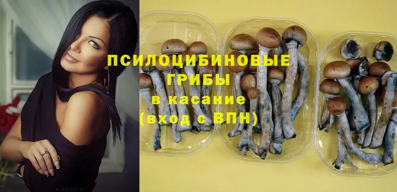 Псилоцибиновые грибы Psilocybine cubensis  как найти закладки  Осташков 